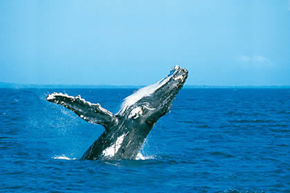 Tangalooma Whale Watching Tours